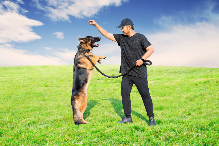 Asian Man Training His Dog in the Meadow